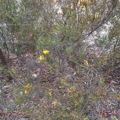 Dillwynia glaucula at Windellama, NSW - 23 Oct 2024 12:12 PM