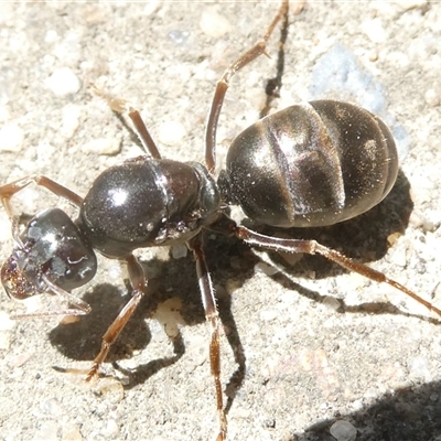 Iridomyrmex purpureus (Meat Ant) at Belconnen, ACT - 20 Oct 2024 by JohnGiacon