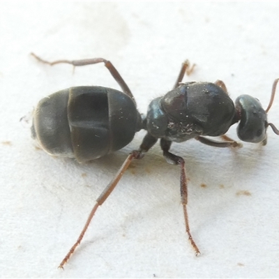 Iridomyrmex purpureus (Meat Ant) at Belconnen, ACT - 19 Oct 2024 by JohnGiacon