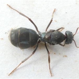 Iridomyrmex purpureus at Belconnen, ACT - 19 Oct 2024 04:43 PM
