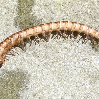 Paradoxosomatidae sp. (family) (Millipede) at Belconnen, ACT - 19 Oct 2024 by JohnGiacon