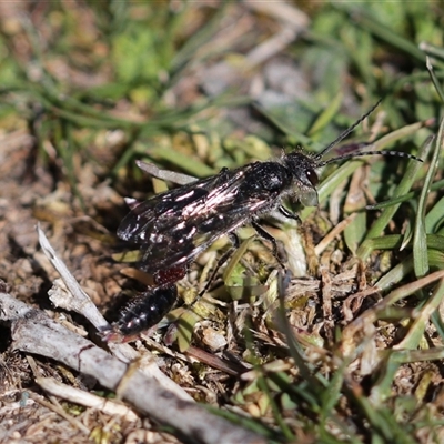 Thynninae (subfamily) (Smooth flower wasp) at Crackenback, NSW - 9 Oct 2024 by PaperbarkNativeBees