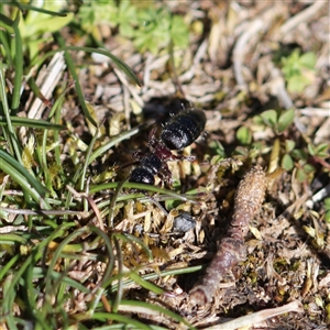 Thynninae (subfamily) at Crackenback, NSW - 9 Oct 2024 02:59 PM