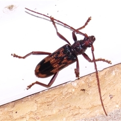 Phoracantha synonyma (Longhorn beetle) at Wanniassa, ACT - 22 Oct 2024 by JohnBundock