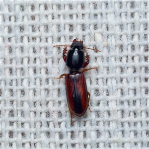 Clivina basalis at Harrison, ACT - suppressed