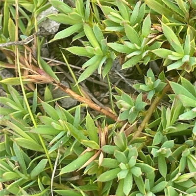 Styphelia humifusum (Cranberry Heath) at Gunning, NSW - 23 Oct 2024 by JaneR