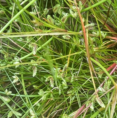 Isolepis levynsiana (Tiny Flat-sedge) at Gunning, NSW - 23 Oct 2024 by JaneR