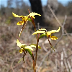 Diuris sulphurea (Tiger Orchid) - 1 Jan 1900 by RobG1