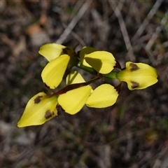 Diuris sulphurea at Gundary, NSW - 20 Oct 2024