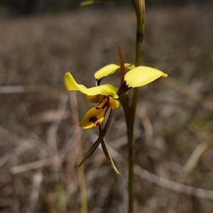 Diuris sulphurea at Gundary, NSW - 20 Oct 2024