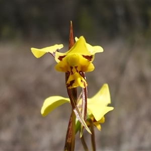 Diuris sulphurea at Gundary, NSW - 20 Oct 2024