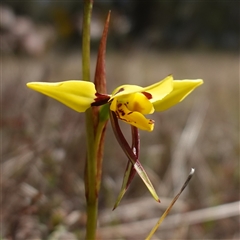 Diuris sulphurea at Gundary, NSW - 20 Oct 2024