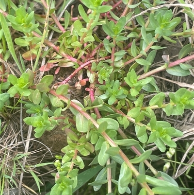 Lythrum hyssopifolia (Small Loosestrife) at Gunning, NSW - 23 Oct 2024 by JaneR