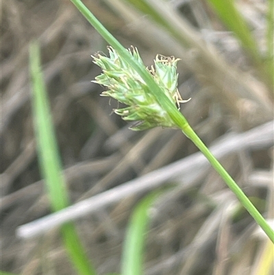 Carex inversa (Knob Sedge) at Gunning, NSW - 23 Oct 2024 by JaneR