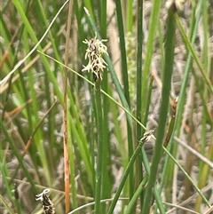 Eleocharis acuta (Common Spike-rush) at Gunning, NSW - 23 Oct 2024 by JaneR