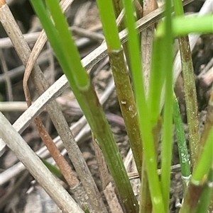 Eleocharis acuta at Gunning, NSW - 23 Oct 2024