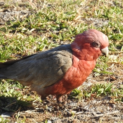 Eolophus roseicapilla (Galah) at Kalbarri, WA - 22 Oct 2024 by HelenCross