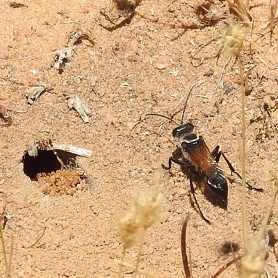 Sphex sp. (genus) at Kalbarri, WA - 22 Oct 2024 by HelenCross