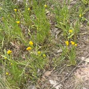 Chrysocephalum apiculatum at Gunning, NSW - 23 Oct 2024