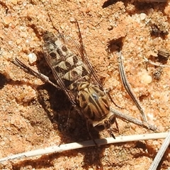 Apiocera sp. (genus) (A flower loving fly) at Kalbarri National Park, WA - 22 Oct 2024 by HelenCross