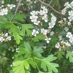 Crataegus monogyna (Hawthorn) at Gunning, NSW - 23 Oct 2024 by JaneR