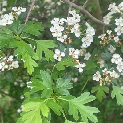 Crataegus monogyna (Hawthorn) at Gunning, NSW - 23 Oct 2024 by JaneR