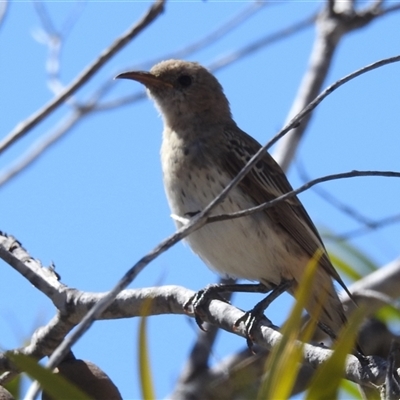 Certhionyx variegatus (Pied Honeyeater) at Kalbarri National Park, WA - 23 Oct 2024 by HelenCross