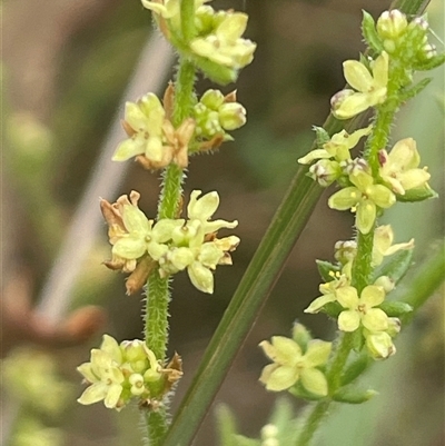 Galium gaudichaudii (Rough Bedstraw) at Gunning, NSW - 23 Oct 2024 by JaneR