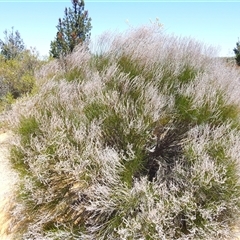 Unidentified Other Shrub at Kalbarri National Park, WA - 23 Oct 2024 by HelenCross