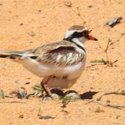 Charadrius melanops (Black-fronted Dotterel) at Kalbarri National Park, WA - 23 Oct 2024 by HelenCross