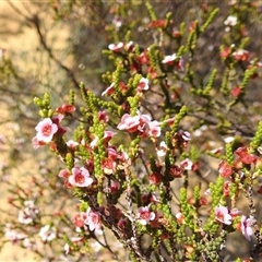 Unidentified Other Shrub at Kalbarri National Park, WA - 23 Oct 2024 by HelenCross