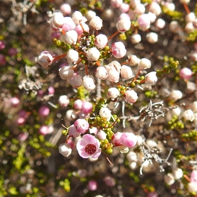 Unidentified Other Shrub at Kalbarri National Park, WA - 23 Oct 2024 by HelenCross