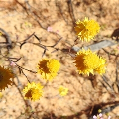 Unidentified Daisy at Kalbarri National Park, WA - 23 Oct 2024 by HelenCross