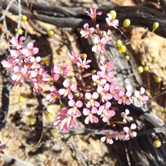 Unidentified Other Wildflower or Herb at Kalbarri National Park, WA - 23 Oct 2024 by HelenCross