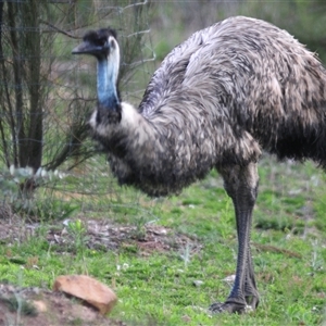 Dromaius novaehollandiae at Uriarra Village, ACT - 22 Oct 2024