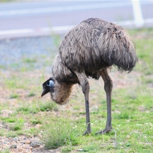 Dromaius novaehollandiae at Uriarra Village, ACT - 22 Oct 2024