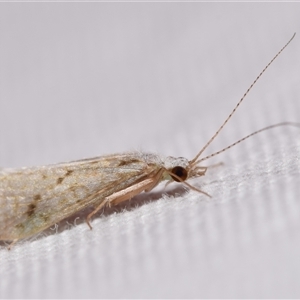 Asmicridea edwardsii at Jerrabomberra, NSW - suppressed