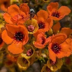 Unidentified Other Wildflower or Herb at Kalbarri National Park, WA - 22 Oct 2024 by HelenCross