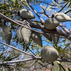 Unidentified Plant at Kalbarri National Park, WA - 23 Oct 2024 by HelenCross