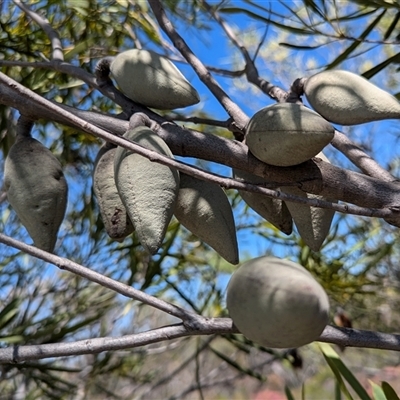 Unidentified Plant at Kalbarri National Park, WA - 23 Oct 2024 by HelenCross