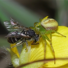 Thomisidae (family) (Unidentified Crab spider or Flower spider) at Throsby, ACT - 23 Oct 2024 by TimL