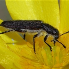 Eleale simplex (Clerid beetle) at Throsby, ACT - 22 Oct 2024 by TimL