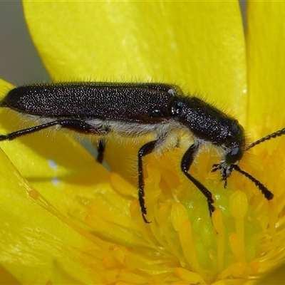 Eleale simplex (Clerid beetle) at Throsby, ACT - 23 Oct 2024 by TimL