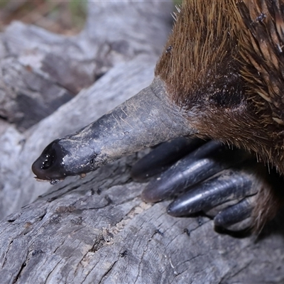 Dolichoderinae (subfamily) at Throsby, ACT - 22 Oct 2024 by TimL