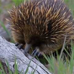 Dolichoderinae (subfamily) at Throsby, ACT - 23 Oct 2024 10:58 AM