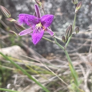 Thysanotus tuberosus at Gunning, NSW - 23 Oct 2024