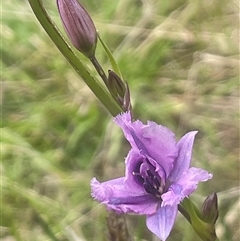 Arthropodium strictum (Chocolate Lily) at Gunning, NSW - 23 Oct 2024 by JaneR