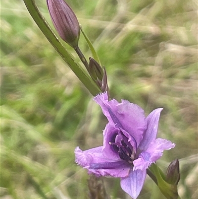 Arthropodium strictum (Chocolate Lily) at Gunning, NSW - 23 Oct 2024 by JaneR