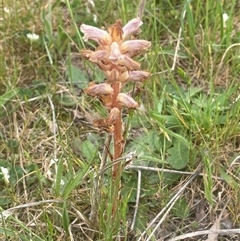 Orobanche minor (Broomrape) at Gunning, NSW - 23 Oct 2024 by JaneR