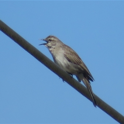 Cincloramphus mathewsi (Rufous Songlark) at Macnamara, ACT - 22 Oct 2024 by Christine